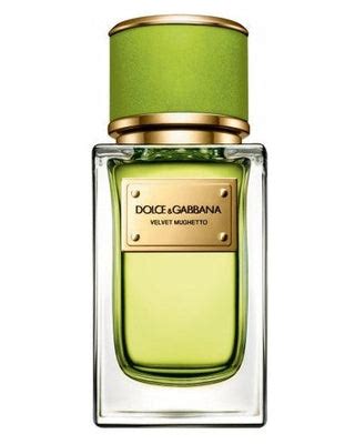 stefano gabbana scent split